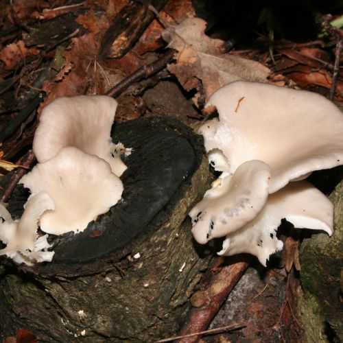 Pleurotus ostreatus 