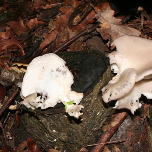 Pleurotus ostreatus 