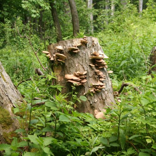 Pleurotus ostreatus 