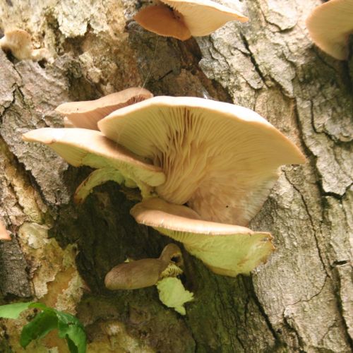 Pleurotus ostreatus 