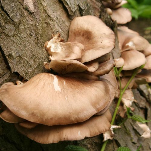 Pleurotus ostreatus 