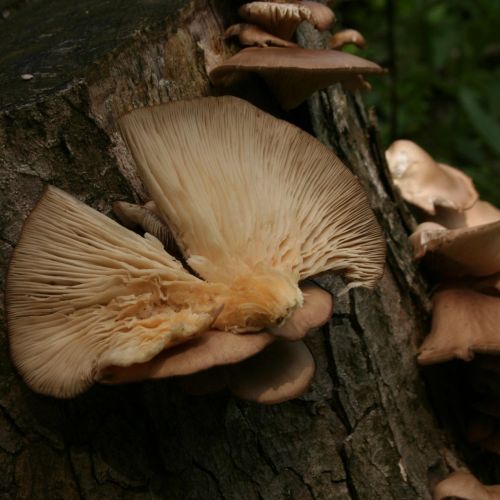 Pleurotus ostreatus 