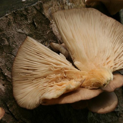 Pleurotus ostreatus 