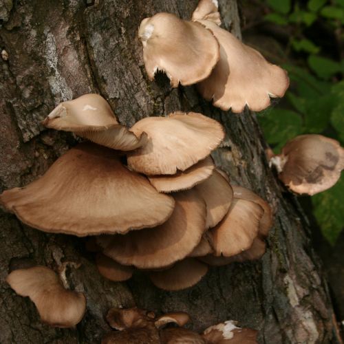 Pleurotus ostreatus 