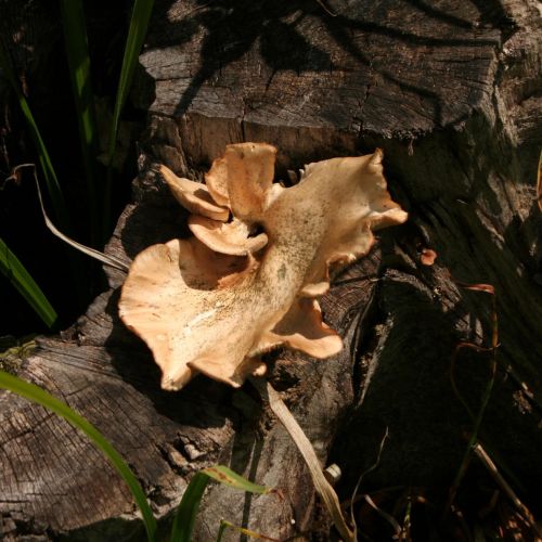 Pleurotus ostreatus 