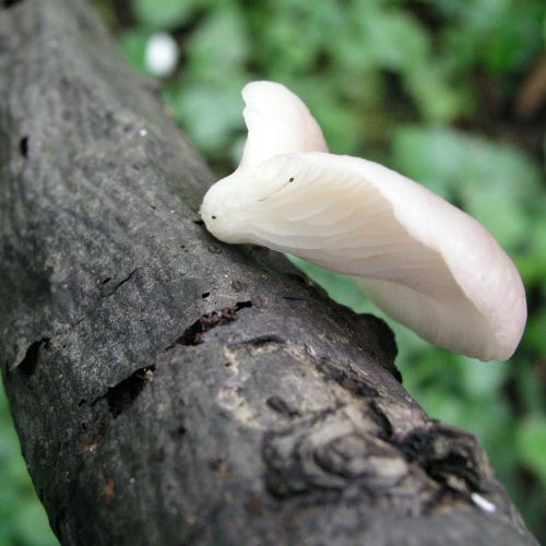 Pleurotus ostreatus 