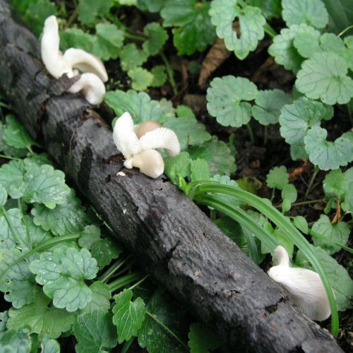 Pleurotus ostreatus 