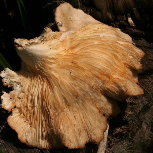 Pleurotus ostreatus 