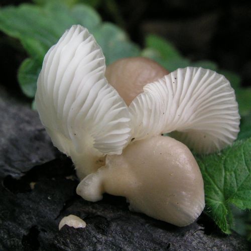 Pleurotus ostreatus 