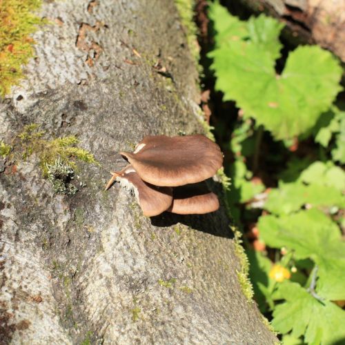 Pleurotus ostreatus 