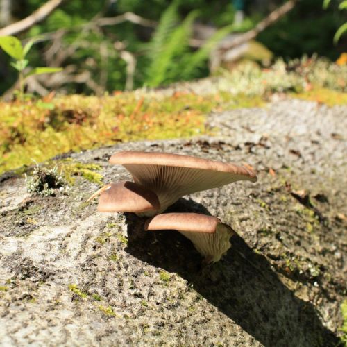 Pleurotus ostreatus 