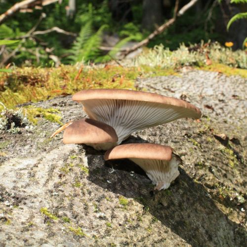 Pleurotus ostreatus 