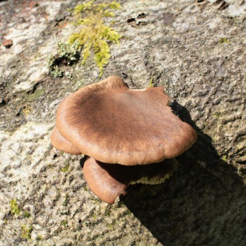 Pleurotus ostreatus 