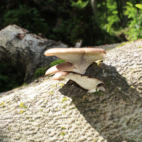 Pleurotus ostreatus 