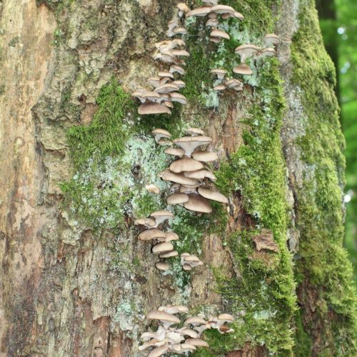 Pleurotus ostreatus 