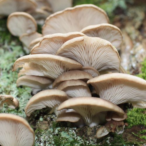 Pleurotus ostreatus 