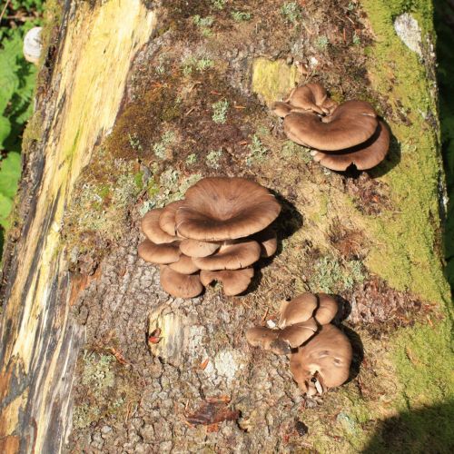 Pleurotus ostreatus 