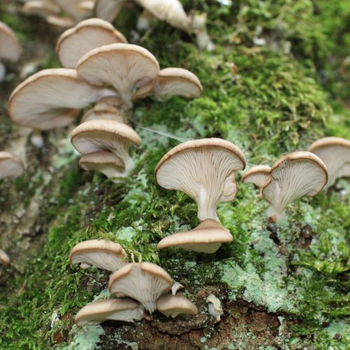 Pleurotus ostreatus 