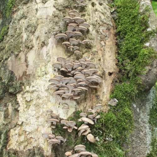 Pleurotus ostreatus 