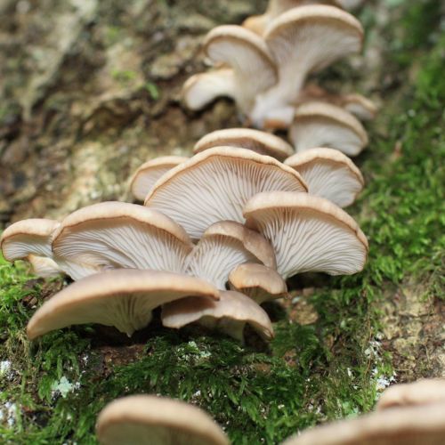 Pleurotus ostreatus 