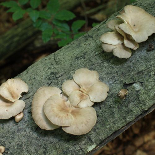 Pleurotus ostreatus 