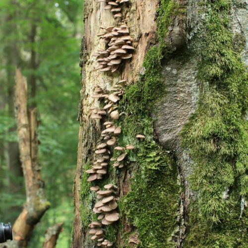 Pleurotus ostreatus 