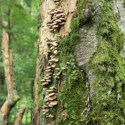 Pleurotus ostreatus 