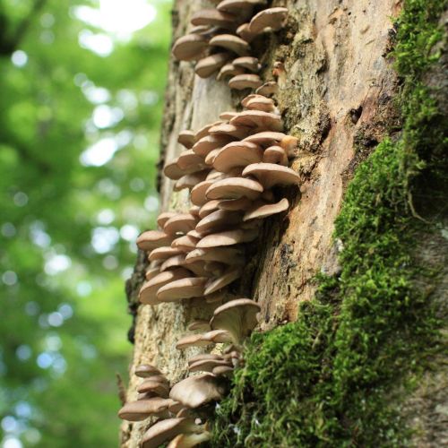 Pleurotus ostreatus 