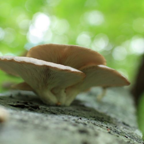 Pleurotus ostreatus 