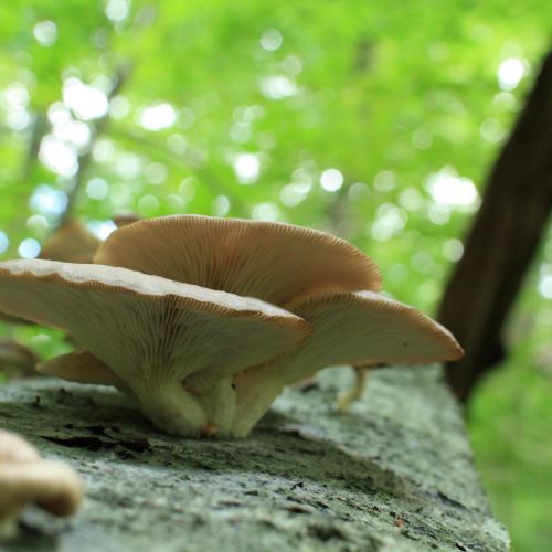 Pleurotus ostreatus 