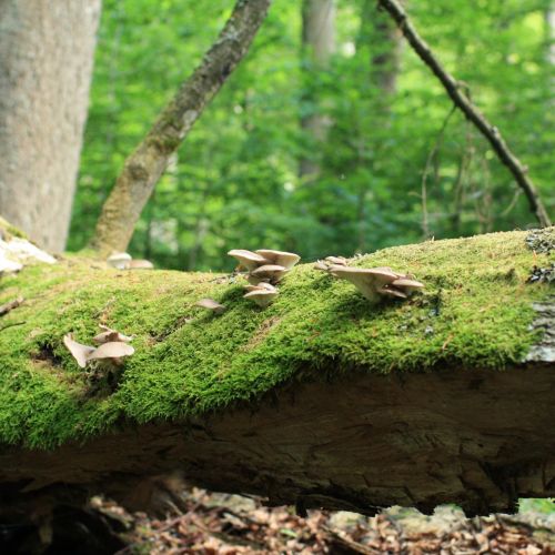 Pleurotus ostreatus 