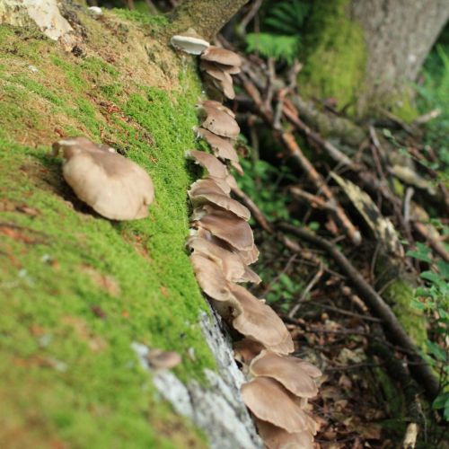 Pleurotus ostreatus 