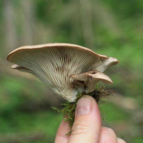 Pleurotus ostreatus 