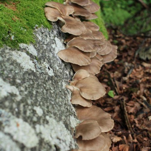 Pleurotus ostreatus 