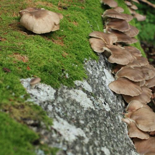 Pleurotus ostreatus 