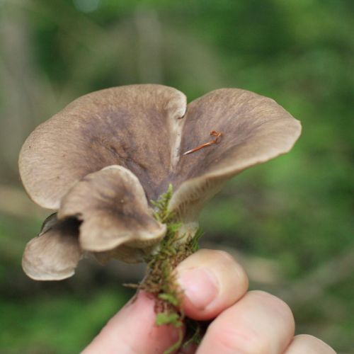 Pleurotus ostreatus 