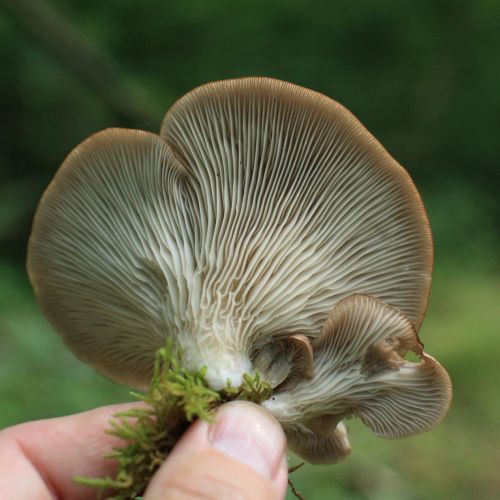 Pleurotus ostreatus 