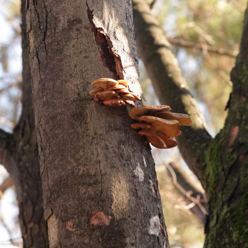 Pleurotus ostreatus 