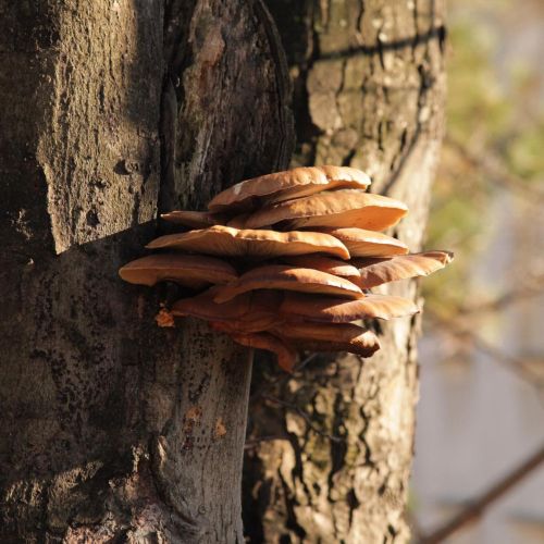 Pleurotus ostreatus 