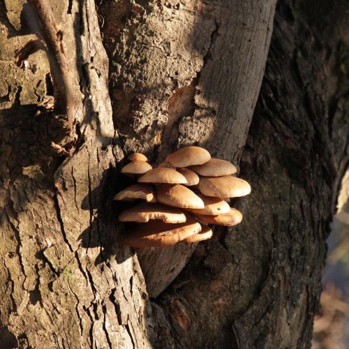 Pleurotus ostreatus 