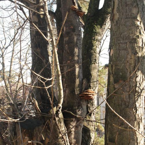 Pleurotus ostreatus 