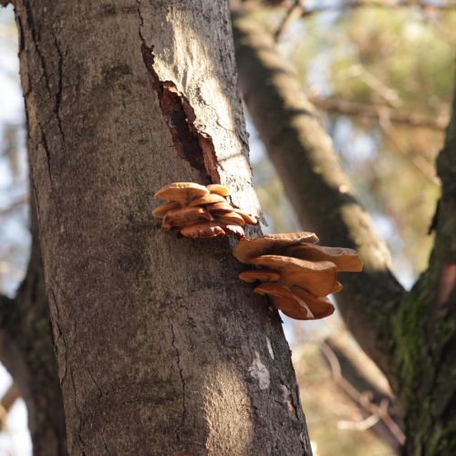 Pleurotus ostreatus 