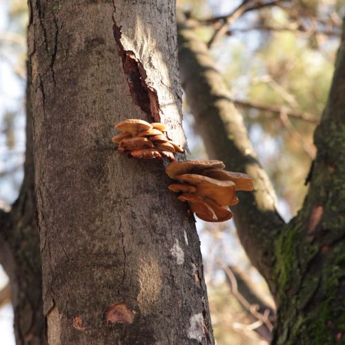 Pleurotus ostreatus 