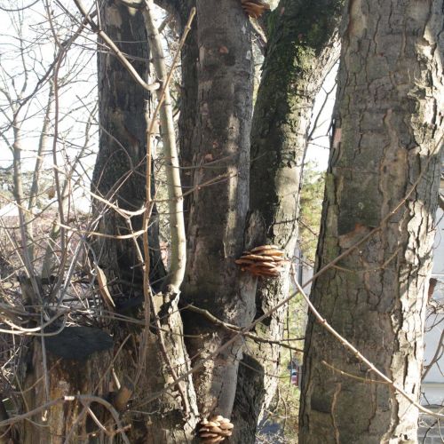 Pleurotus ostreatus 