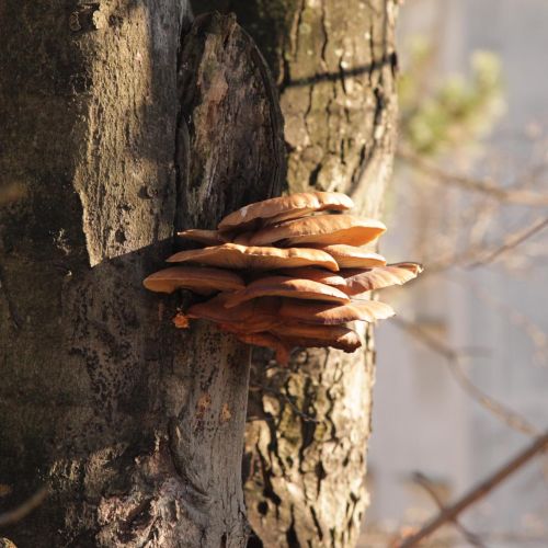 Pleurotus ostreatus 