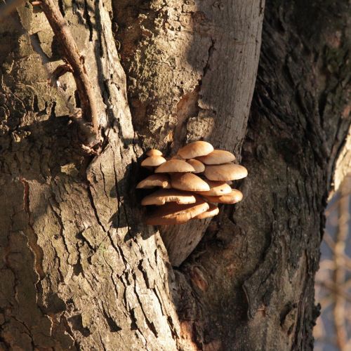 Pleurotus ostreatus 