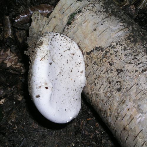 Piptoporus betulinus 