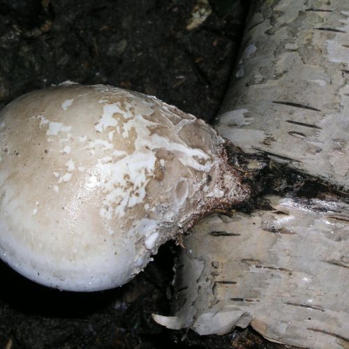 Piptoporus betulinus 