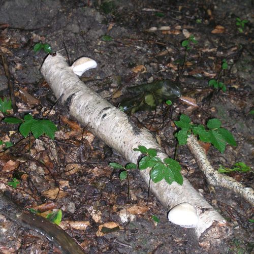 Piptoporus betulinus 