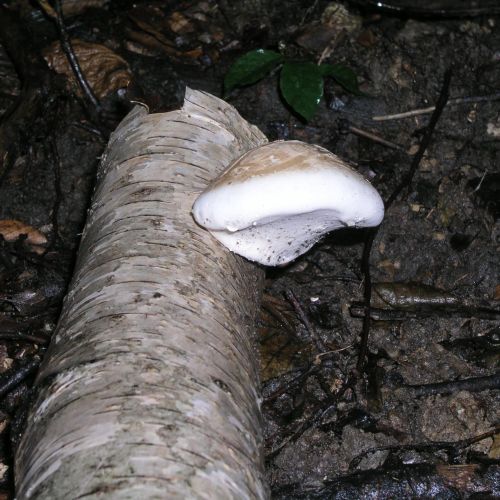 Piptoporus betulinus 